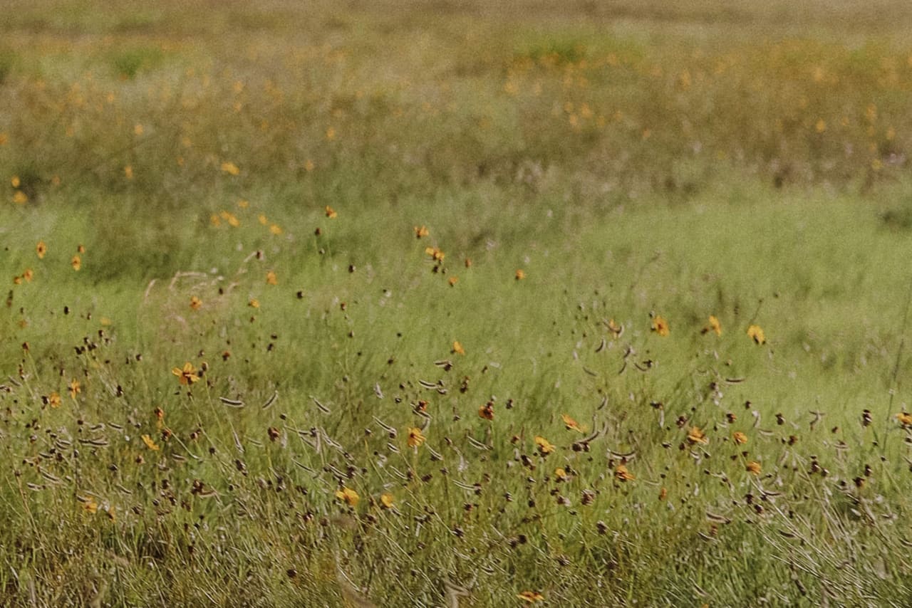 A field of yellow wildflowers going soft in the summer light