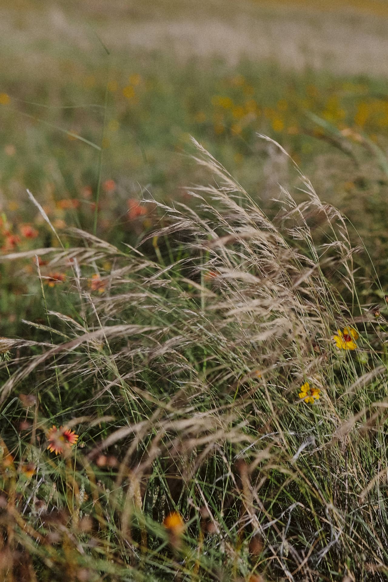 Wild grasses bending in the wind among scattered wildflowers