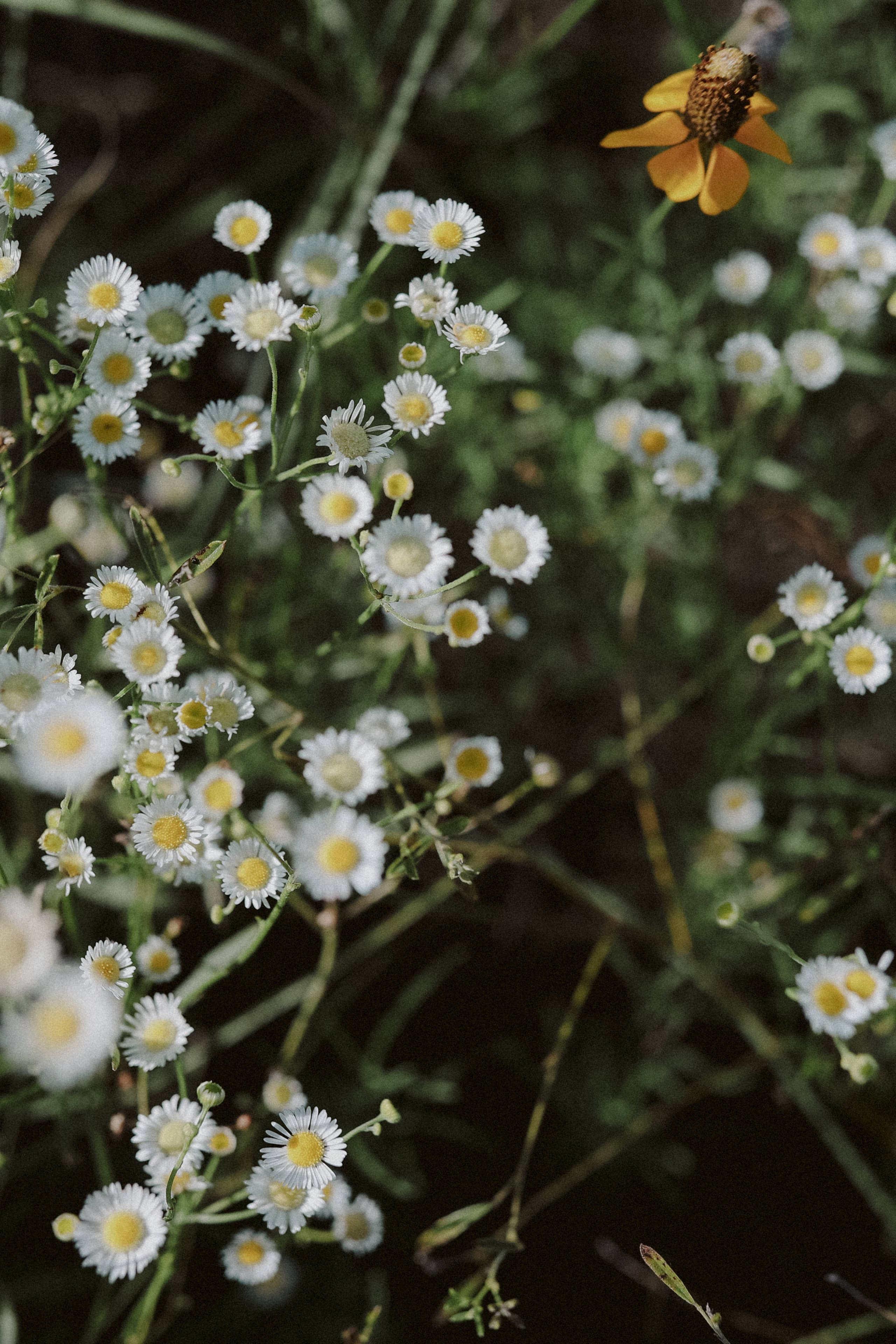 A quiet study of daisies with a single yellow coneflower among the grass